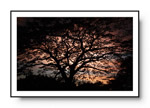 2000 pix caisse_Arbre Costa Rica_WEB